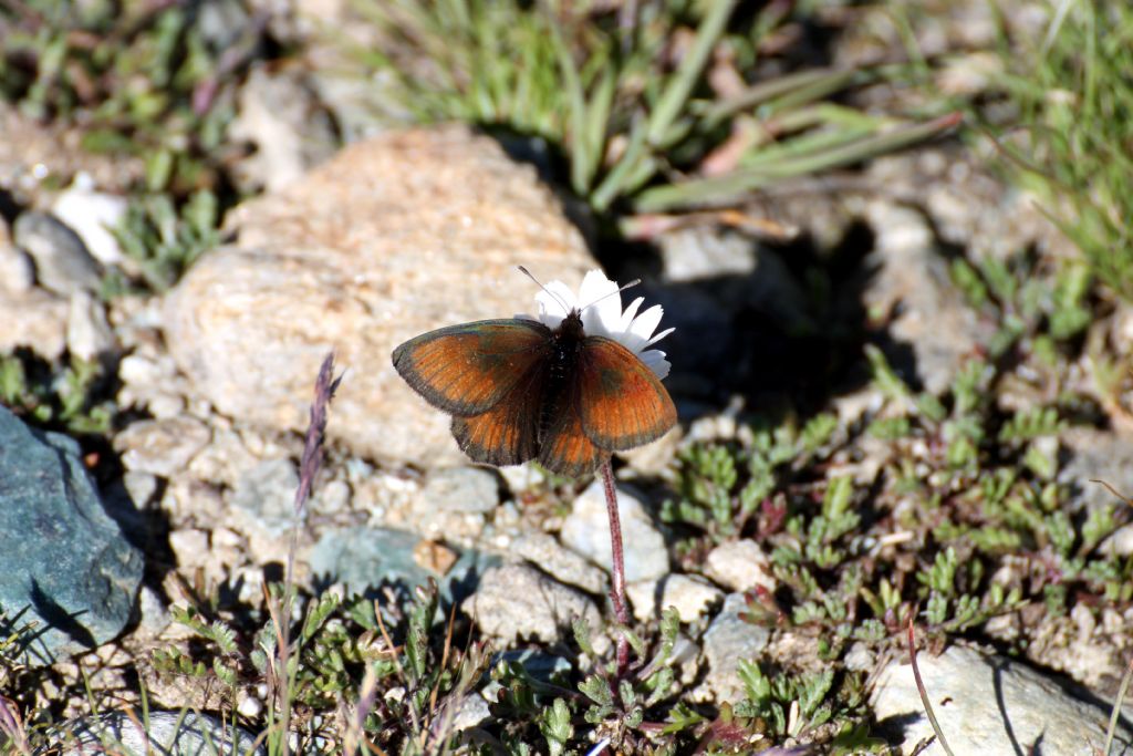 Erebia mnestra? No, Erebia gorge razza erynis